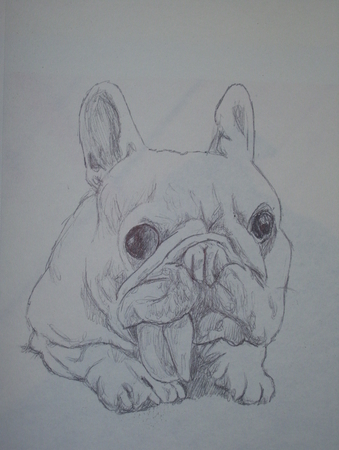 CUTEST FRENCH BULL DOG EVER 9X12 PENCIL SKETCH 2014 KYLE REYNOLDS