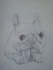 CUTEST FRENCH BULL DOG EVER 9X12 PENCIL SKETCH 2014 KYLE REYNOLDS