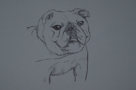"BRIDGETTE" 8X10 INCH SKETCH OF BULLDOG 2014