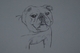 "BRIDGETTE" 8X10 INCH SKETCH OF BULLDOG 2014
